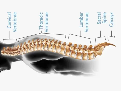 Spine